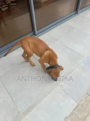 3-6 months Male Purebred Boerboel