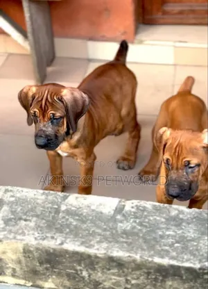 3-6 months Female Purebred Boerboel