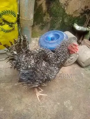 Ornamental Frizzle Chicken