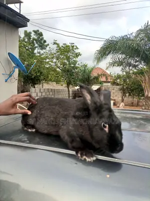 1 Year+ Matured Buck Rabbit for Sale