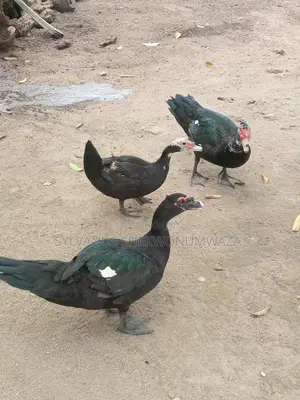 Matured Drake's for Sale