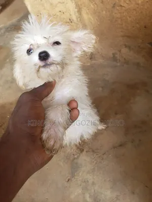1-3 months Female Purebred Lhasa Apso