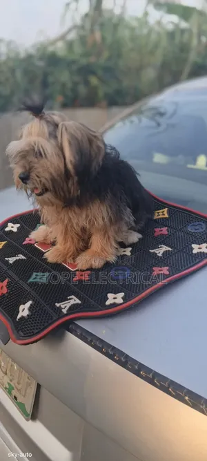 3-6 months Male Purebred Lhasa Apso