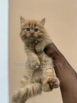 1-3 months Male Purebred Persian