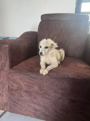 3-6 months Male Mixed Breed American Eskimo