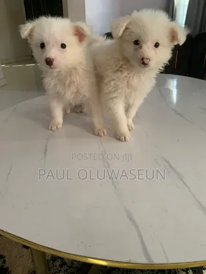 1-3 months Male Purebred American Eskimo