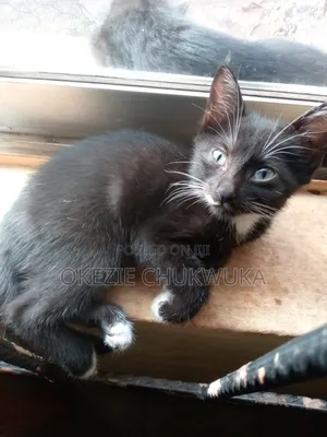 1-3 months Female Mixed Breed American Shorthair