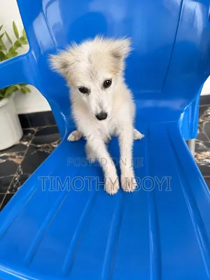 3-6 months Male Mixed Breed American Eskimo