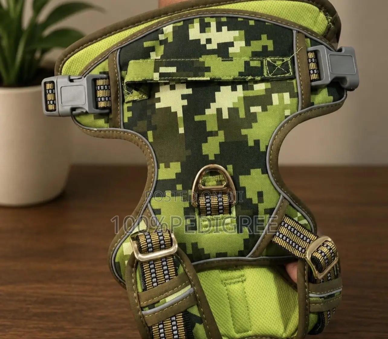 Dog Accessories