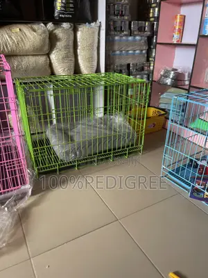 Dog Accessories