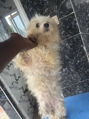 6-12 months Female Purebred Lhasa Apso