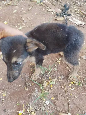1-3 months Male Mixed Breed German Shepherd