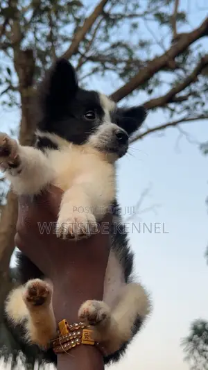 1-3 months Male Purebred Border Collie