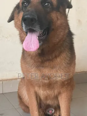 1+ year Male Purebred German Shepherd