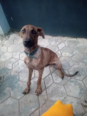 3-6 months Male Mixed Breed Boerboel