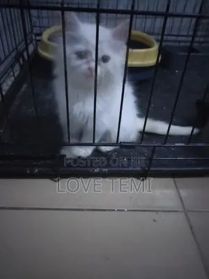1-3 months Male Purebred Persian