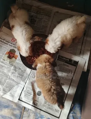 1-3 months Female Purebred Lhasa Apso