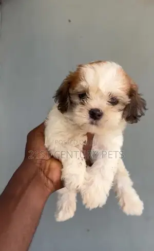 0-1 month Female Purebred Lhasa Apso