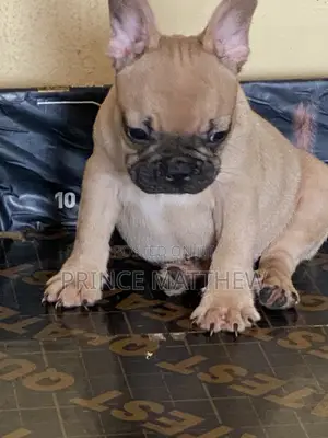 1-3 months Male Purebred French Bulldog