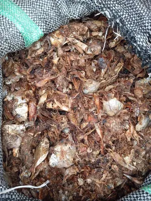 Dog Dry Fish