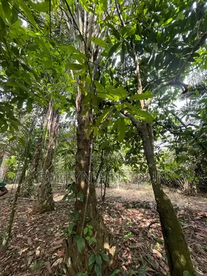 One Plot of Land for Sale in Akure