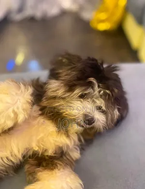 6-12 months Female Purebred Lhasa Apso