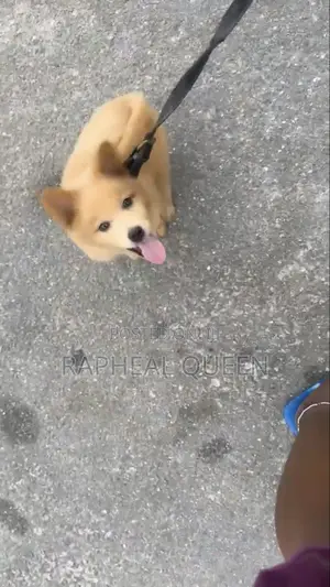 1-3 months Male Mixed Breed Chow Chow