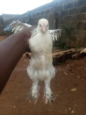 Brahmas Hen