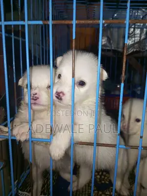 1-3 months Female Purebred American Eskimo