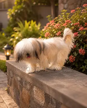 1+ year Female Purebred Lhasa Apso