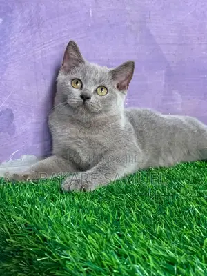 1-3 months Male Purebred British Shorthair