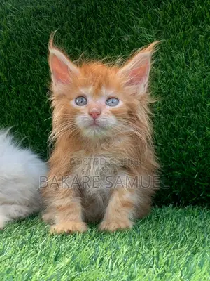 1-3 months Female Purebred Maine Coon