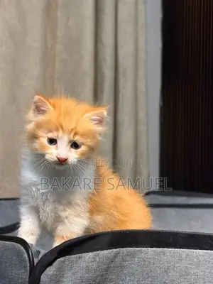 1-3 months Male Purebred Turkish Angora