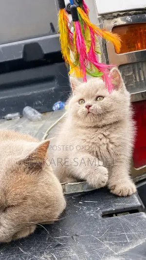 1-3 months Male Purebred British Shorthair