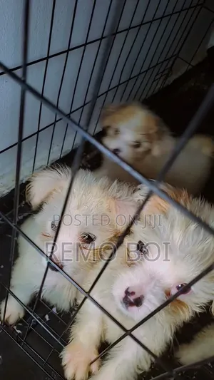 1-3 months Female Purebred Lhasa Apso