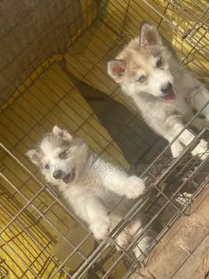 1-3 months Male Purebred Siberian Husky