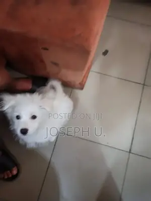 3-6 months Male Purebred Coton de Tulear