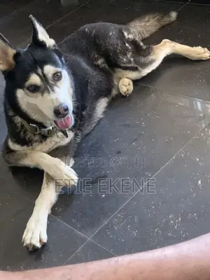 1+ year Female Purebred Siberian Husky