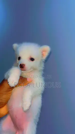 6-12 months Female Purebred American Eskimo