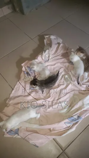 0-1 month Female Mixed Breed American Shorthair