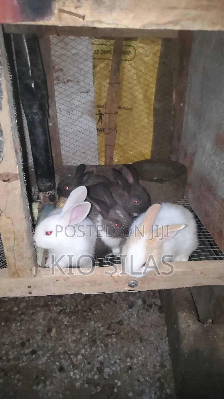 Available Rabbit for Sell