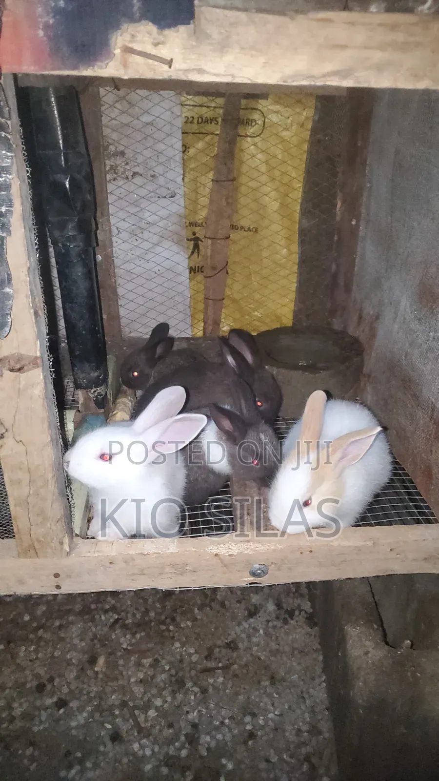 Available Rabbit for Sell