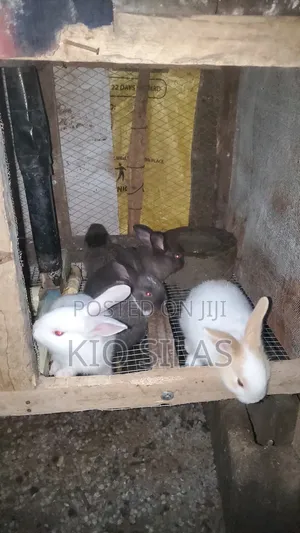Available Rabbit for Sell