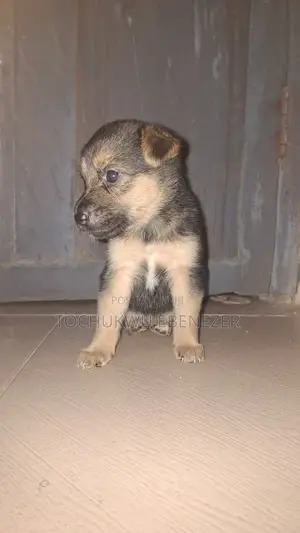 0-1 month Female Purebred German Shepherd