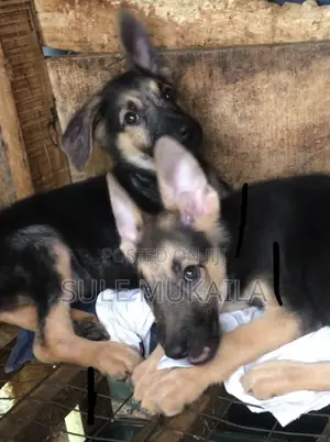 3-6 months Male Purebred German Shepherd