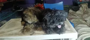 1+ year Female Purebred Lhasa Apso