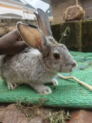 Rabbits of All Breeds and Ages