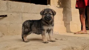 1-3 months Female Purebred German Shepherd