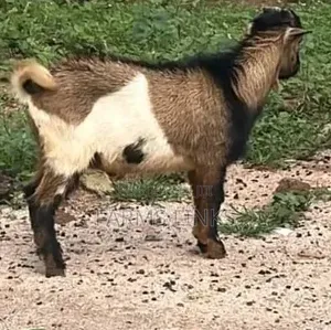 Healthy Male Goat