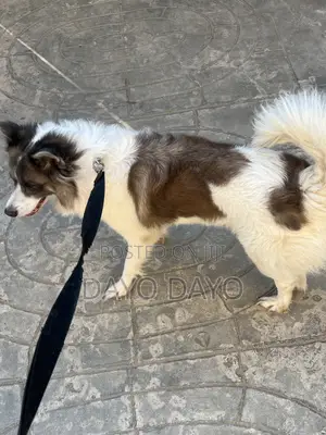 1+ year Female Mixed Breed Dog